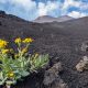 Excursión al volcán Etna. paisaje